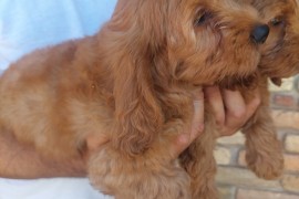 Cockapoo štenci , Vrbas