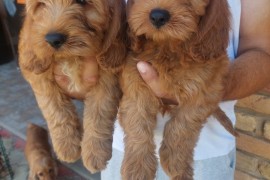 Cockapoo štenci , Vrbas