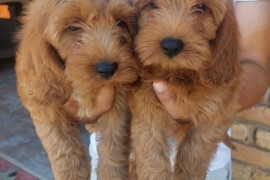 Cockapoo štenci , Vrbas