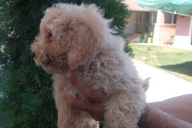 Cockapoo štenci , Vrbas
