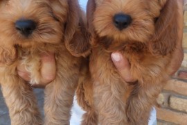 Cockapoo štenci , Vrbas