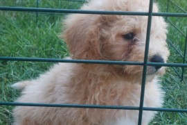 Cockapoo štenci , Vrbas