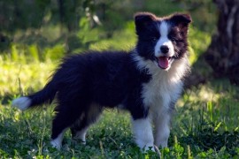 Border Collie - Border koli štenad  , Kruševac