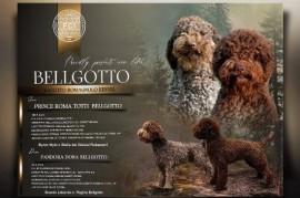 Lagotto Romagnolo štenci, Kragujevac