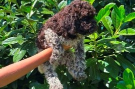 Lagotto Romagnolo štenci, Kragujevac