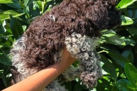 Lagotto Romagnolo štenci, Kragujevac