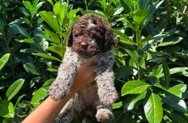Lagotto Romagnolo štenci, Kragujevac