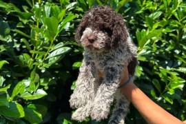 Lagotto Romagnolo štenci, Kragujevac