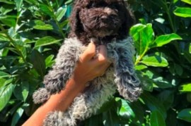 Lagotto Romagnolo štenci, Kragujevac