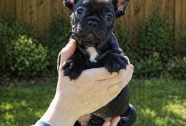 Francuski Buldog prelepi štenci, Beograd