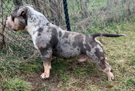 American bully pocket mužjak i ženka, Mladenovac (varoš)
