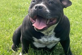 American bully pocket mužjak i ženka, Mladenovac (varoš)