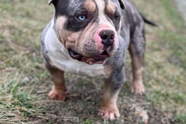American bully pocket mužjak i ženka, Mladenovac (varoš)