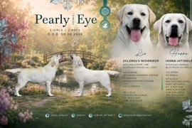 Labrador retriver štenci, prelepi  , Mala Krsna