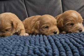 Maltipoo štenci  , Torak