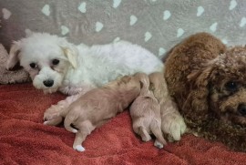 Maltipoo štenci  , Torak