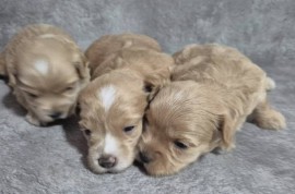 Maltipoo štenci  , Torak