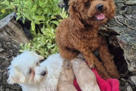 Maltipoo štenci  , Torak