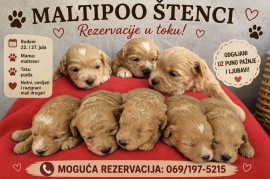 Maltipoo štenci  , Torak