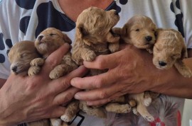 Maltipoo štenci  , Torak