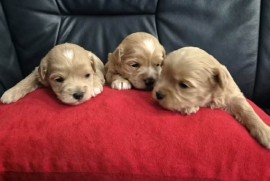 Maltipoo štenci  , Torak