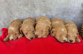 Maltipoo štenci  , Torak