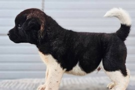 Američka Akita štenci, Kraljevo