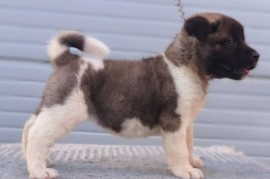 Američka Akita štenci, Kraljevo