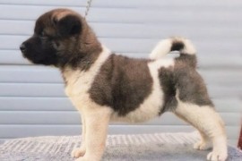 Američka Akita štenci, Kraljevo