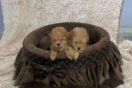 Toy pudle ekstra malog rasta, Rumenka