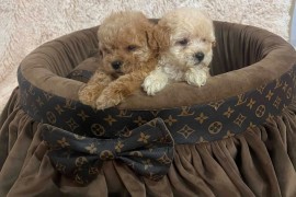 Toy pudle ekstra malog rasta, Rumenka