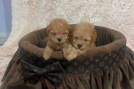 Toy pudle ekstra malog rasta, Rumenka
