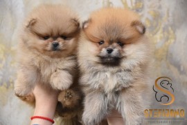 Pomeranac BOO medvedići, Pomeranski Špic štenci, Loznica