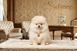 Pomeranac BOO medvedići, Pomeranski Špic štenci, Loznica