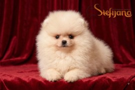 Pomeranac BOO medvedići, Pomeranski Špic štenci, Loznica