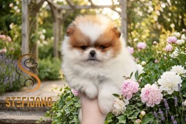 Pomeranac BOO medvedići, Pomeranski Špic štenci, Loznica