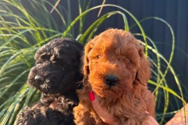 Pudle i maltipoo štenci , Novi Sad