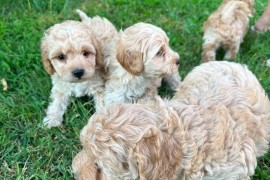 Pudle i maltipoo štenci , Novi Sad