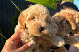 Pudle i maltipoo štenci , Novi Sad