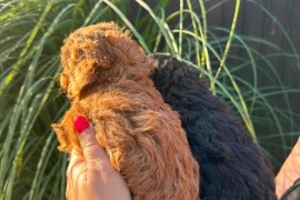 Pudle i maltipoo štenci , Novi Sad
