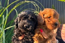 Pudle i maltipoo štenci , Novi Sad