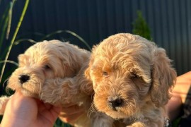 Pudle i maltipoo štenci , Novi Sad