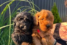 Pudle i maltipoo štenci , Novi Sad