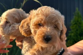Pudle i maltipoo štenci , Novi Sad