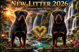 Rotvajler (Rottweiler) štenci, Kragujevac