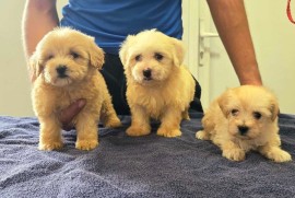 Prelepi Maltipoo štenci , Novi Sad
