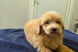 Prelepi Maltipoo štenci , Novi Sad