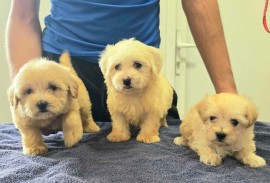 Prelepi Maltipoo štenci , Novi Sad