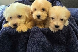 Prelepi Maltipoo štenci , Novi Sad