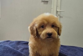 Prelepi Maltipoo štenci , Novi Sad